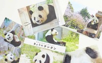 フェリシモ、神戸市立王子動物園のパンダ「タンタン」の100枚便箋を発売 画像