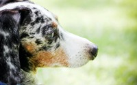命を生み出す行為「ブリーディング」を考える vol.3 …犬たちの健康と幸せのために 画像