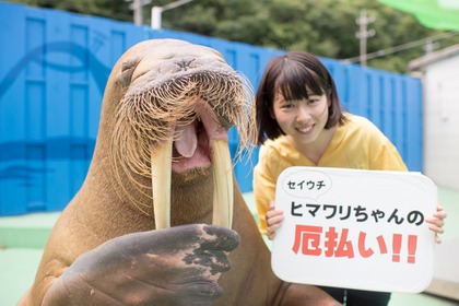 伊勢シーパラダイス、セイウチ「ヒマワリちゃん」が嫁入りを終えて戻る 画像