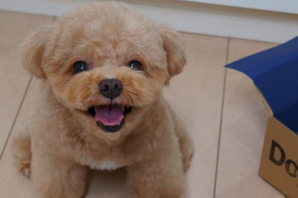 【犬の避妊・去勢手術はどうすべきかvol.2】関節疾患や悪性腫瘍のリスクも…獣医学論文による警告 画像