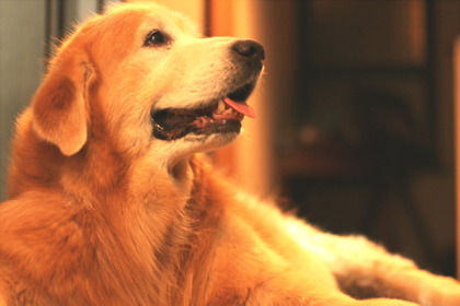 【老いていく愛犬が教えてくれたこと】13歳で天寿を全う、大切なのは変化を恐れない過ごし方…後編 画像