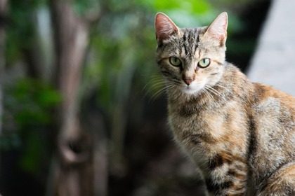 ベルギーで飼い猫が新型コロナに感染したとの報道…引き続き、衛生面に注意しながら日常生活を 画像