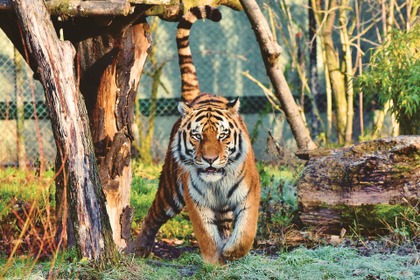 NYの動物園で、トラから新型コロナウイルス検出との報道…全米獣医師会は「人と動物間の感染に関するエビデンスない」 画像