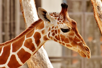 新型コロナ対策で動物園の臨時休園は4月も延長、SNSで配信続ける…まとめ 画像