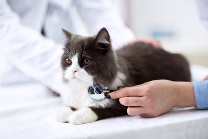 動物病院を受診した方が安心なケースは？…猫の消化器系疾患［インタビュー］