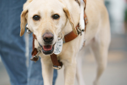 “アイメイト”に込められた意味や盲導犬たちの写真を公式HPで紹介…アイメイト協会