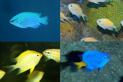 アクアワールド茨城県大洗水族館、新水槽「きらめく珊瑚礁の魚たち」が登場…7月9日
