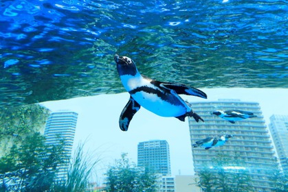 「“世界ペンギンの日” in サンシャイン水族館~ SAVE THE PENGUIN CAMPAIGN~」開催…4月17日~26日 画像