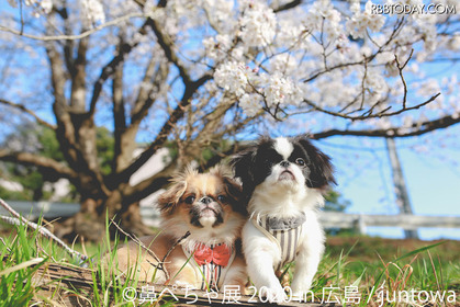 鼻ぺちゃ犬の作品が大集合!パグやシーズーの合同写真展&物販展が広島で開催 画像