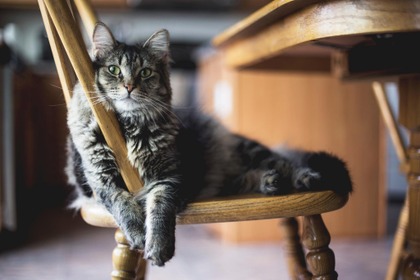 猫の食べ物はここに注意! あげてよいもの、ダメなもの 画像