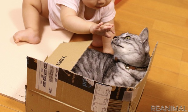 赤ちゃんと猫 Vol 11 猫が娘に唯一貸してくれないおもちゃとは 6枚目の写真 画像 動物のリアルを伝えるwebメディア Reanimal