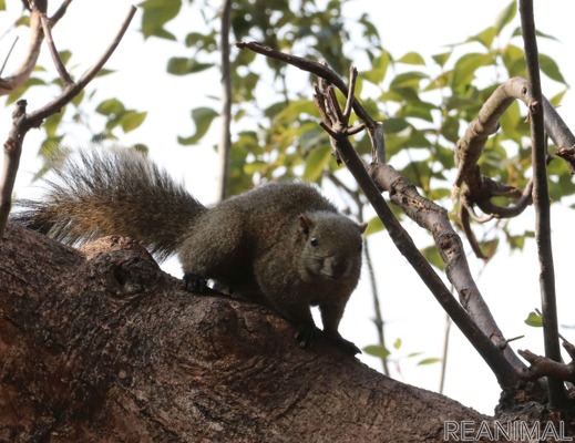 リスたちは日当たり良好な優良物件でスヤスヤお昼寝 まちだリス園 11枚目の写真 画像 動物のリアルを伝えるwebメディア Reanimal