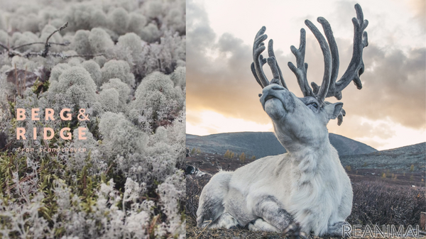 北欧ブランド Berg Ridge が日本上陸 キャリーバッグをセレクトショップ Mof Mofにて販売開始 3枚目の写真 画像 動物のリアルを伝えるwebメディア Reanimal