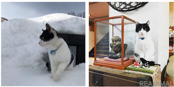 旅行情報誌 じゃらん 宿の看板猫人気ベスト5を発表 5枚目の写真 画像 動物のリアルを伝えるwebメディア Reanimal