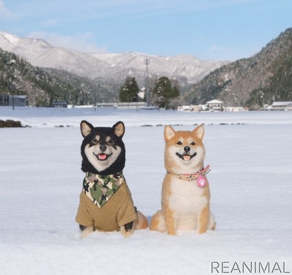本物よりかわいい 羊毛フェルトのやんちゃな柴犬 主婦の友社より刊行 8枚目の写真 画像 動物のリアルを伝えるwebメディア Reanimal