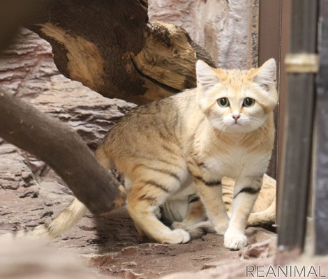 絵本から抜け出したような小さいスナネコ 那須どうぶつ王国 2枚目の写真 画像 動物のリアルを伝えるwebメディア Reanimal