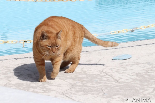 宇都宮動物園のねこ園長と副ねこ園長に会ってきた 来園者に愛される人気者 1枚目の写真 画像 動物のリアルを伝えるwebメディア Reanimal