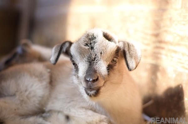 成田ゆめ牧場 ヤギやヒツジの赤ちゃんが続々誕生 アニマルベビーフェア 開催中 5枚目の写真 画像 動物のリアルを伝えるwebメディア Reanimal