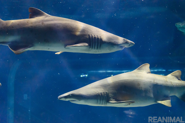 アクアワールド茨城県大洗水族館 Gwナイトイベント シャークナイト を開催 5月1日 8日 1枚目の写真 画像 動物のリアルを伝えるwebメディア Reanimal