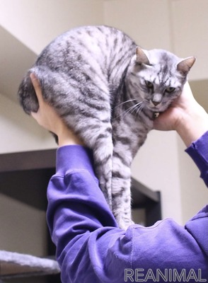 赤ちゃんと猫 Vol 14 深夜に鳴り響いた火災警報 初めての事態に猫は 3枚目の写真 画像 動物のリアルを伝えるwebメディア Reanimal