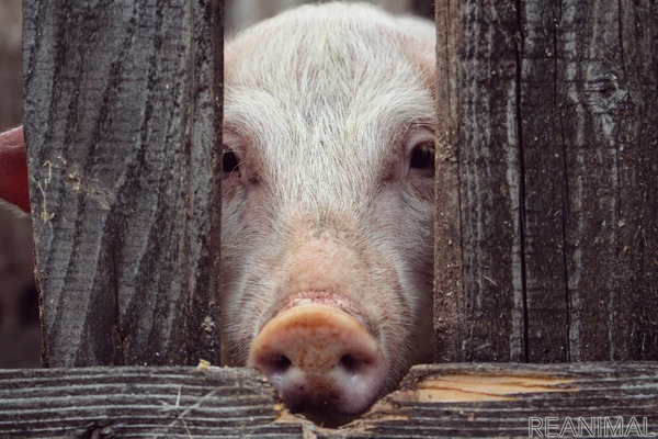 イギリスの動物愛護事情 Vol 9 王立動物虐待防止協会の提言 畜産動物の福祉向上には世界的な視点も 2枚目の写真 画像 動物 のリアルを伝えるwebメディア Reanimal