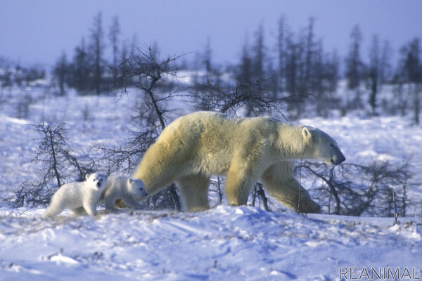 ナショナル ジオグラフィック ドキュメンタリー ホッキョクグマと白銀の世界 を放送 6月17日22時 3枚目の写真 画像 動物のリアルを伝えるwebメディア Reanimal