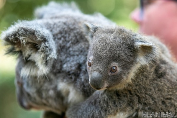 オーストラリアからライブで結ぶオンラインツアー かわいいコアラと野生動物の保護活動 開催 6月26日 1枚目の写真 画像 動物のリアルを伝えるwebメディア Reanimal