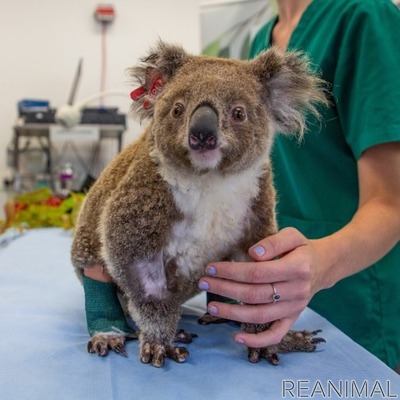 オーストラリアからライブで結ぶオンラインツアー かわいいコアラと野生動物の保護活動 開催 6月26日 3枚目の写真 画像 動物 のリアルを伝えるwebメディア Reanimal