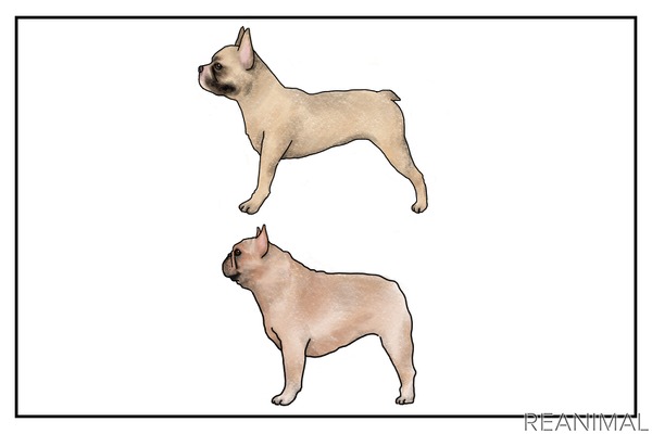 ヨーロッパの動物愛護事情 Vol 4 ブーム による無秩序な繁殖と人間が創り出した体の問題に苦しむ犬たち 4枚目の写真 画像 動物 のリアルを伝えるwebメディア Reanimal
