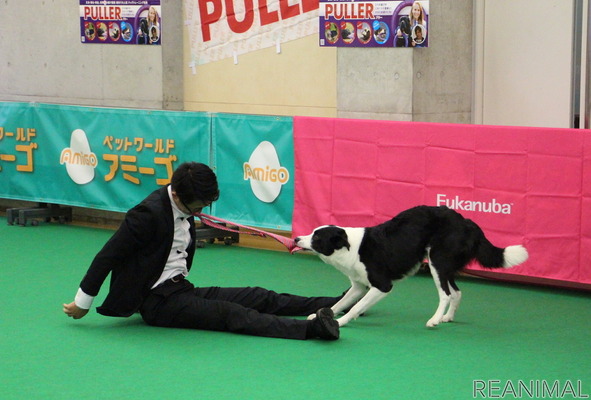 ドッグダンス は犬自身がどれだけ飼い主との演技を楽しめるかが重要 アニマルワールドカップ21 1枚目の写真 画像 動物のリアルを伝えるwebメディア Reanimal