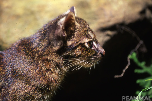 奄美 沖縄が世界自然遺産に登録 アマミノクロウサギ イリオモテヤマネコってどんな動物 8枚目の写真 画像 動物のリアルを伝えるwebメディア Reanimal