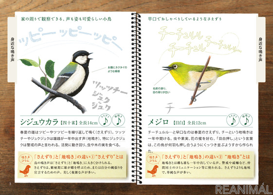 日本野鳥の会 気になる鳥がわかる 鳴き声ノート を無料配布 2枚目の写真 画像 動物のリアルを伝えるwebメディア Reanimal