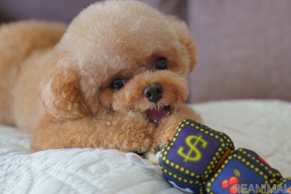 愛犬からの贈り物 Vol 1 遺伝的疾患が見つかって ガラス細工の首 を持つトイプードル 4枚目の写真 画像 動物のリアルを伝えるwebメディア Reanimal