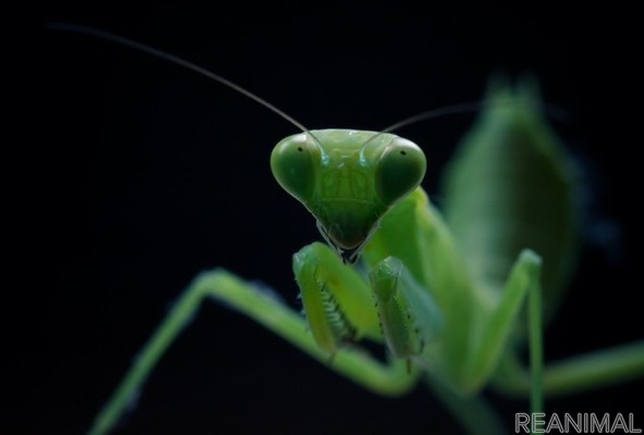 ガイアックス 集まれ虫の森 オンライン昆虫パーク を開催 6月6日 1枚目の写真 画像 動物のリアルを伝えるwebメディア Reanimal