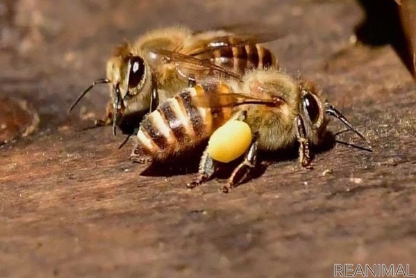 ガイアックス 集まれ虫の森 オンライン昆虫パーク を開催 6月6日 1枚目の写真 画像 動物のリアルを伝えるwebメディア Reanimal