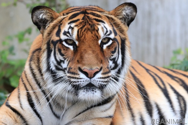 アメリカの動物愛護事情 ライオンやトラなど ビッグキャット の虐待防止法の成立を目指す 4枚目の写真 画像 動物の リアルを伝えるwebメディア Reanimal