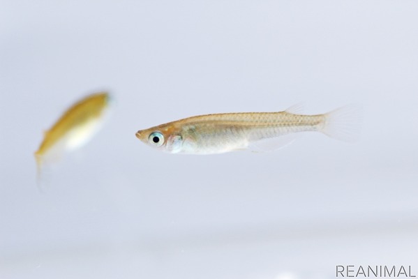 ドワンゴ ニコニコ生放送でメダカの産卵から孵化まで0時間観察 6月13日 日 1枚目の写真 画像 動物の リアルを伝えるwebメディア Reanimal