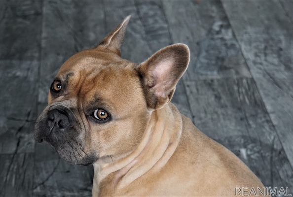 イギリスとアメリカの愛犬事情 フレブル人気沸騰でケンネルクラブが懸念を表明 1枚目の写真 画像 動物の リアルを伝えるwebメディア Reanimal