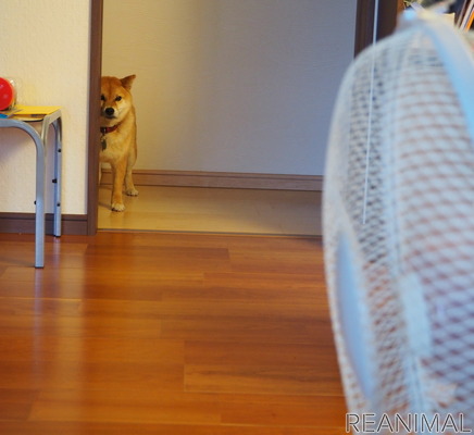 柴犬キュウの物語 Vol 2 臆病だけど優しい性格 ご飯のときは 残り物スナイパー に 7枚目の写真 画像 動物 のリアルを伝えるwebメディア Reanimal