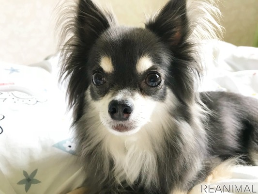 愛犬のスキンケア 犬の皮膚と被毛の特徴に合わせて正しいケアを 2枚目の写真 画像 動物のリアルを伝えるwebメディア Reanimal