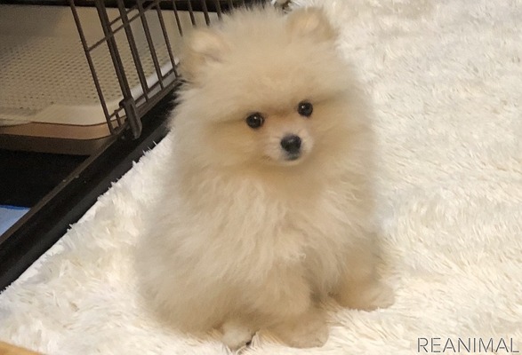 愛犬のスキンケア 犬の皮膚と被毛の特徴に合わせて正しいケアを 4枚目の写真 画像 動物のリアルを伝えるwebメディア Reanimal