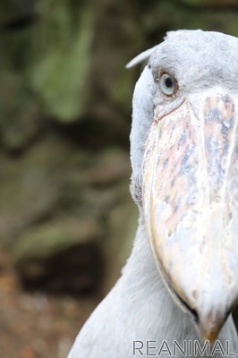 世界最高齢のハシビロコウ ビル 天国へ 伊豆シャボテン動物公園 4枚目の写真 画像 動物のリアルを伝えるwebメディア Reanimal