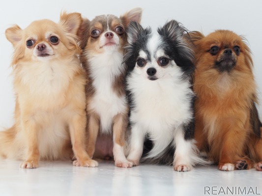 犬の避妊 去勢手術に関する最新の発表 Vol 2 犬種ごとの傾向 プードル チワワ編 6枚目の写真 画像 動物のリアルを伝えるwebメディア Reanimal