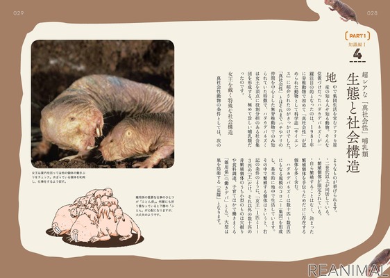 謎多き珍獣の驚異の生態を徹底解剖した書籍 ハダカデバネズミのひみつ 刊行 エクスナレッジ 4枚目の写真 画像 動物 のリアルを伝えるwebメディア Reanimal 謎多き珍獣の驚異の生態を徹底解剖した書籍 ハダカデバネズミのひみつ 刊行 エクスナレッジ 4枚目の写真 画像 動物 のリアルを伝えるwebメディア Reanimal