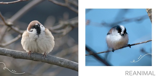 鳥の写真集 まるい鳥 を刊行 パレードブックス 2枚目の写真 画像 動物のリアルを伝えるwebメディア Reanimal