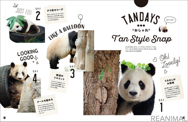 フェリシモ 写真集 神戸市立王子動物園のシャイなパンダ タンタン を刊行 8枚目の写真 画像 動物のリアルを伝えるwebメディア Reanimal