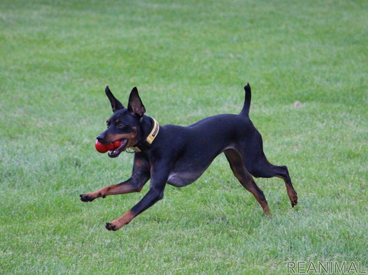 アウトドアドッグフェスタ 犬用知育玩具のコング 実は種類やサイズが豊富 2枚目の写真 画像 動物のリアルを伝えるwebメディア Reanimal