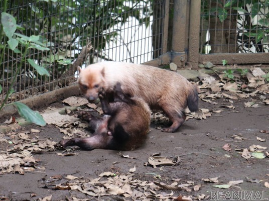 動物園のわんこ ズーラシアのヤブイヌ 胴長短足 走っているだけで愛くるしい 2枚目の写真 画像 動物の リアルを伝えるwebメディア Reanimal