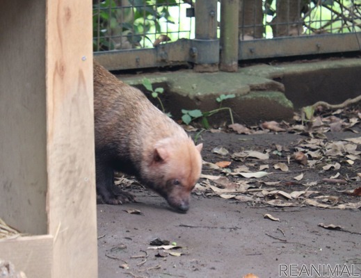 動物園のわんこ ズーラシアのヤブイヌ 胴長短足 走っているだけで愛くるしい 3枚目の写真 画像 動物 のリアルを伝えるwebメディア Reanimal