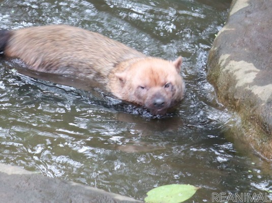 動物園のわんこ ズーラシアのヤブイヌ 胴長短足 走っているだけで愛くるしい 5枚目の写真 画像 動物 のリアルを伝えるwebメディア Reanimal